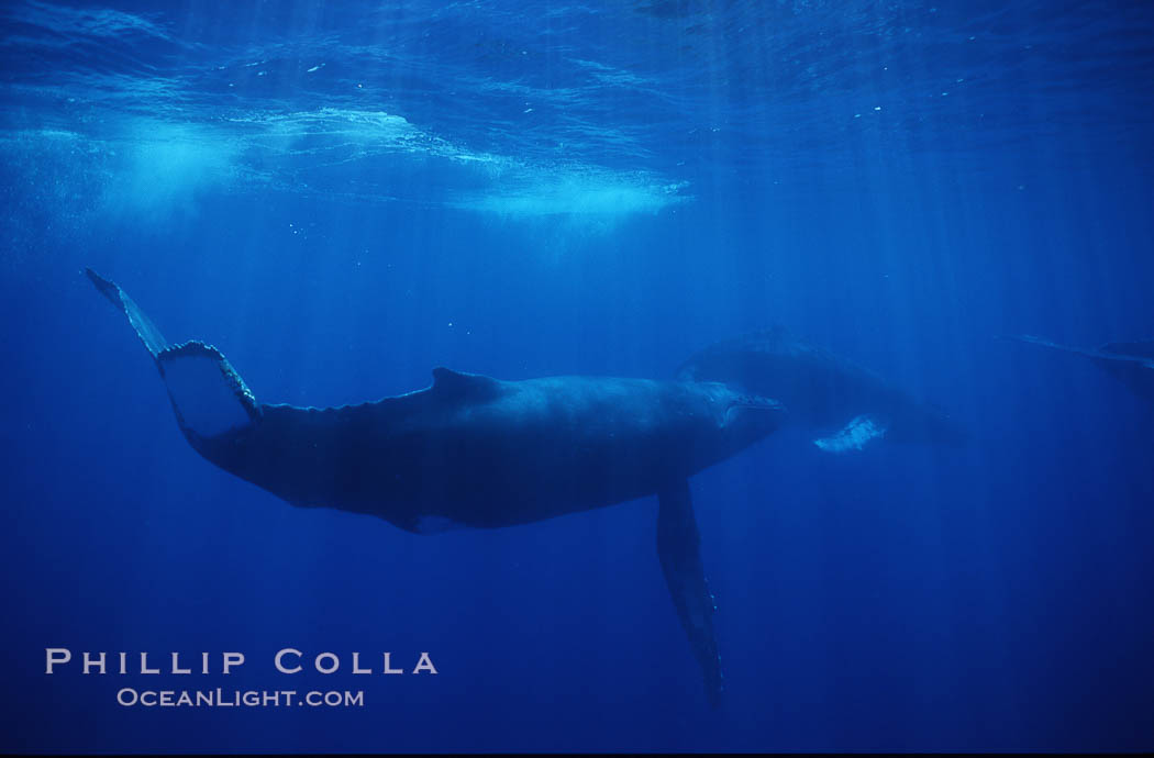 North Pacific humpback whale. Maui, Hawaii, USA, Megaptera novaeangliae, natural history stock photograph, photo id 00519