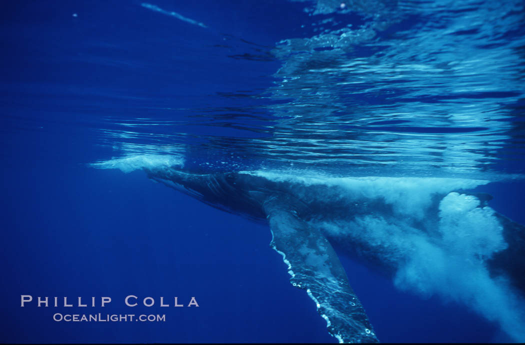 North Pacific humpback whale. Maui, Hawaii, USA, Megaptera novaeangliae, natural history stock photograph, photo id 00523