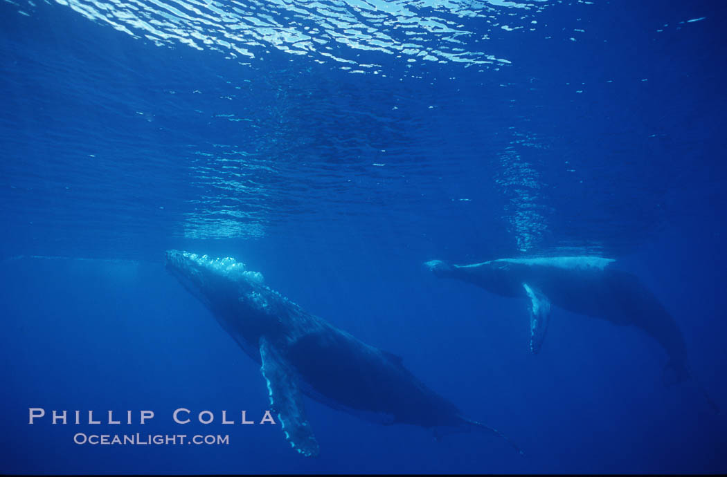 North Pacific humpback whale. Maui, Hawaii, USA, Megaptera novaeangliae, natural history stock photograph, photo id 00527