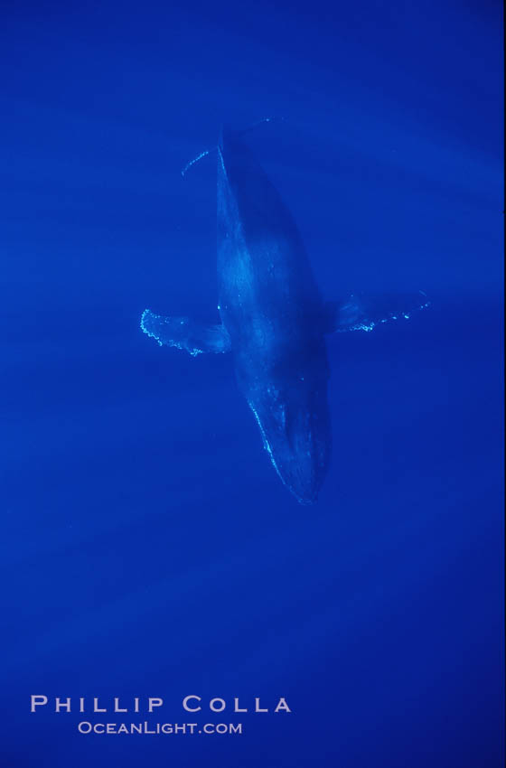 North Pacific humpback whale. Maui, Hawaii, USA, Megaptera novaeangliae, natural history stock photograph, photo id 00535