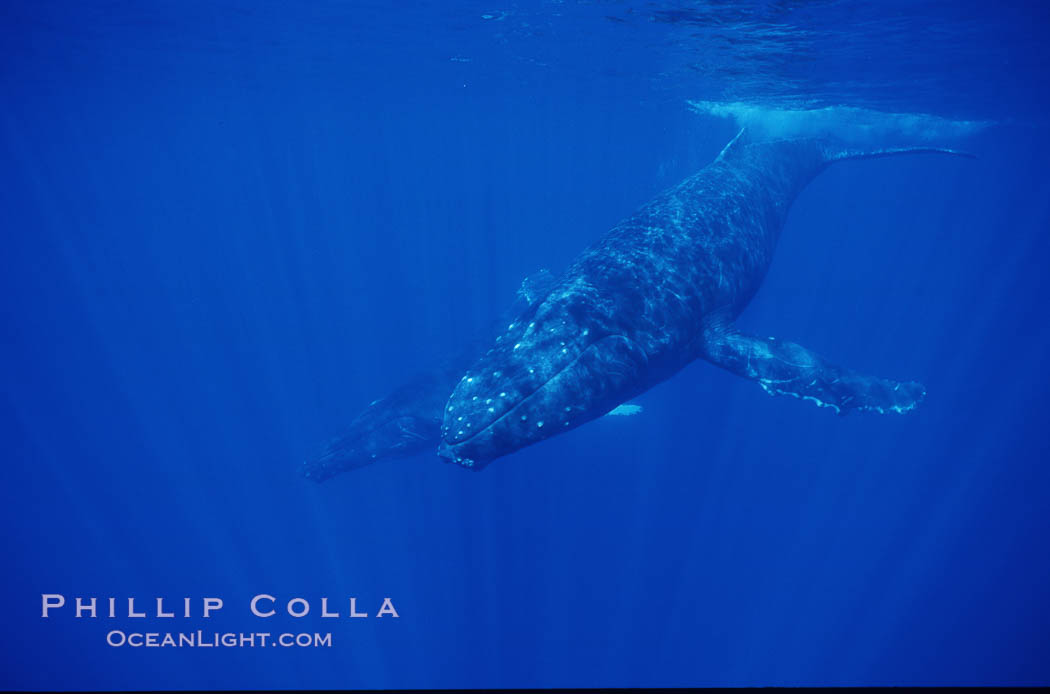 North Pacific humpback whale. Maui, Hawaii, USA, Megaptera novaeangliae, natural history stock photograph, photo id 00551