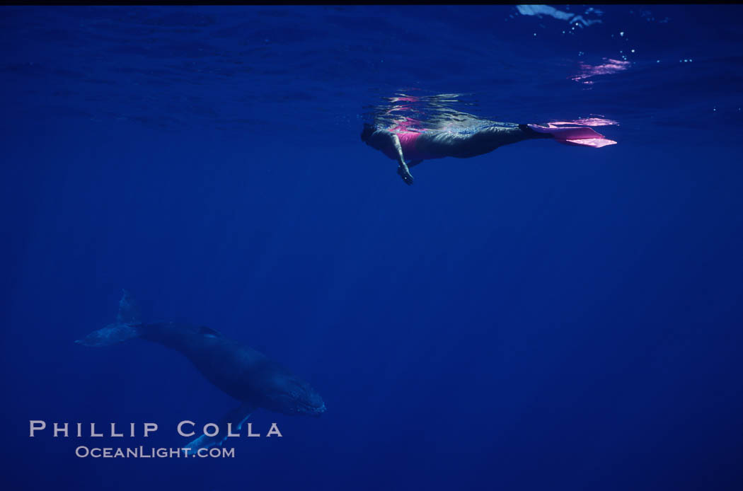 North Pacific humpback whale calf, Mikako Kotani. Maui, Hawaii, USA, Megaptera novaeangliae, natural history stock photograph, photo id 01203