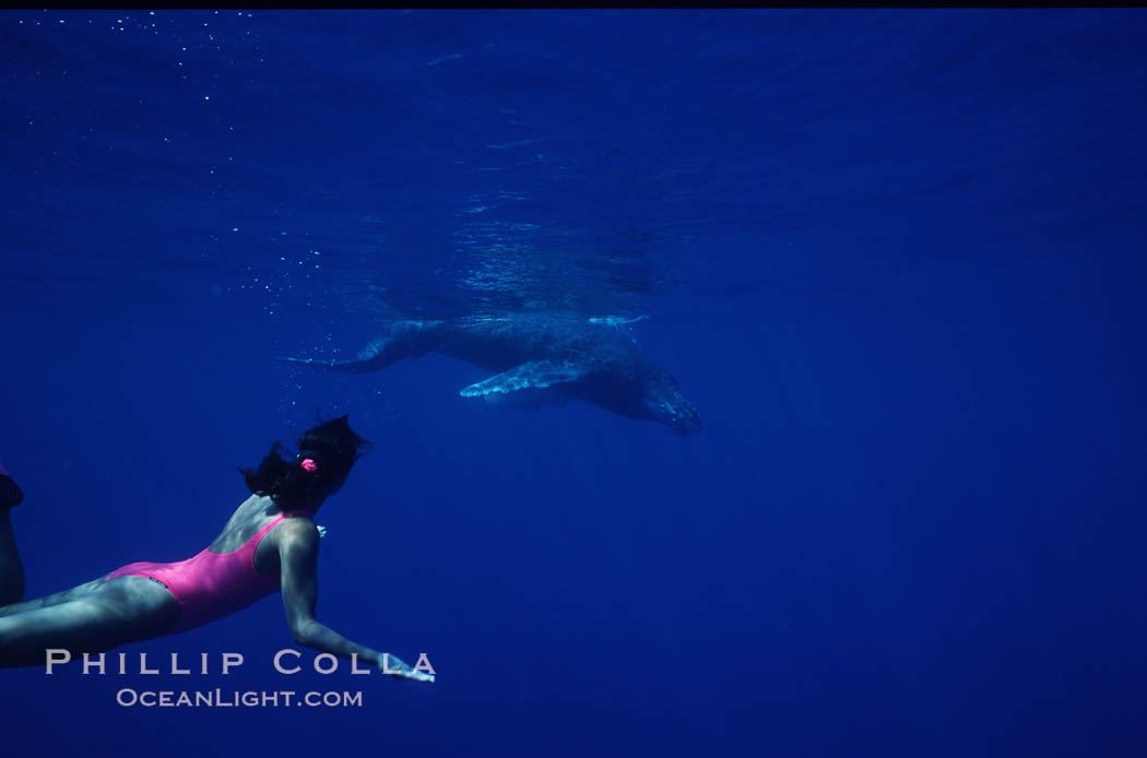 North Pacific humpback whale calf, Mikako Kotani. Maui, Hawaii, USA, Megaptera novaeangliae, natural history stock photograph, photo id 01207