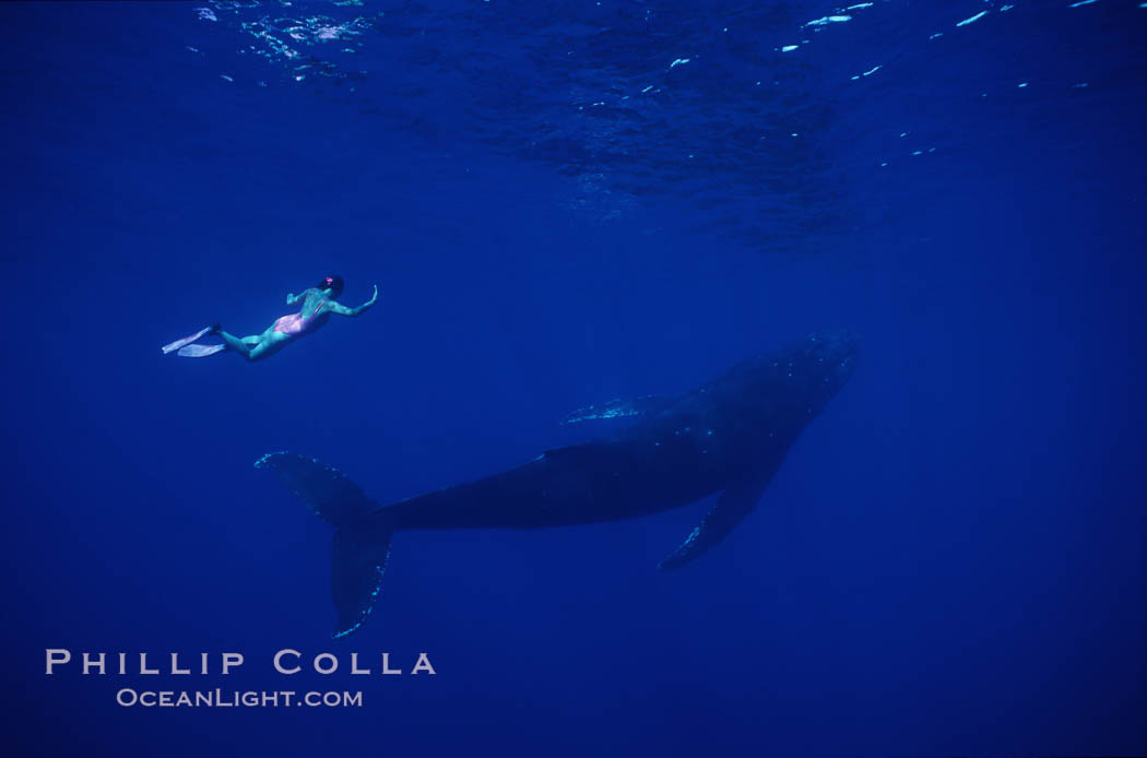 North Pacific humpback whale, Mikako Kotani. Maui, Hawaii, USA, Megaptera novaeangliae, natural history stock photograph, photo id 01211