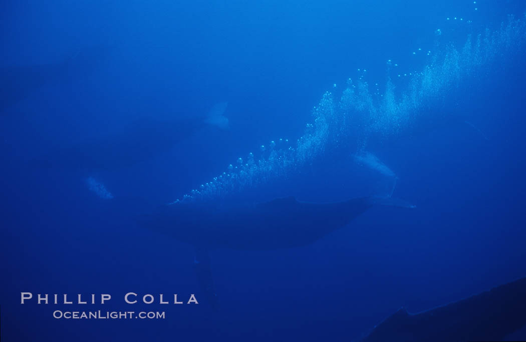North Pacific humpback whale, active group w/ bubble trail. Maui, Hawaii, USA, Megaptera novaeangliae, natural history stock photograph, photo id 01219