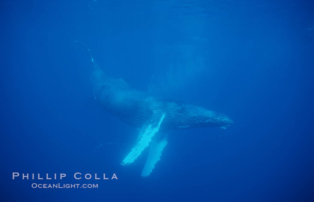 North Pacific humpback whale, cow in active group. Maui, Hawaii, USA, Megaptera novaeangliae, natural history stock photograph, photo id 01223