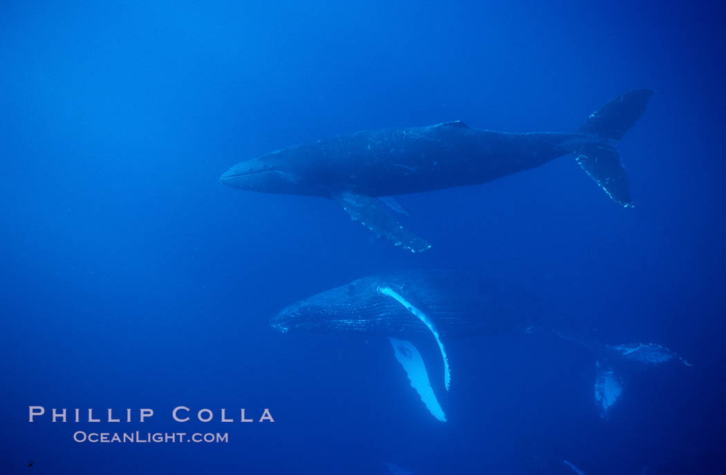 North Pacific humpback whale, cow and escort. Maui, Hawaii, USA, Megaptera novaeangliae, natural history stock photograph, photo id 01227