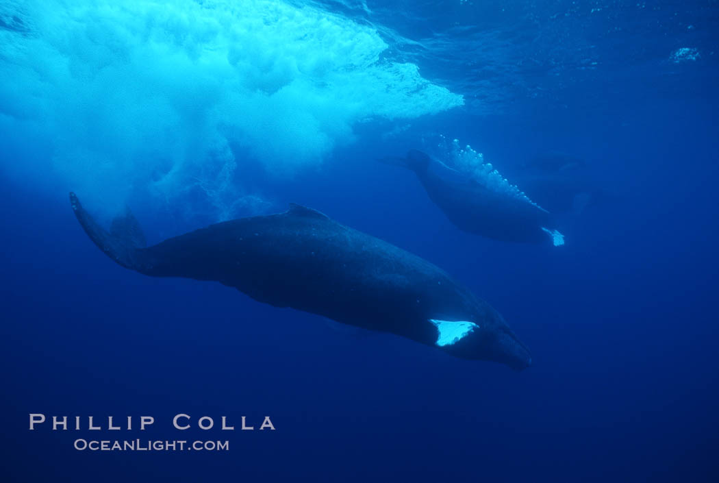 North Pacific humpback whale, active group. Maui, Hawaii, USA, Megaptera novaeangliae, natural history stock photograph, photo id 01303