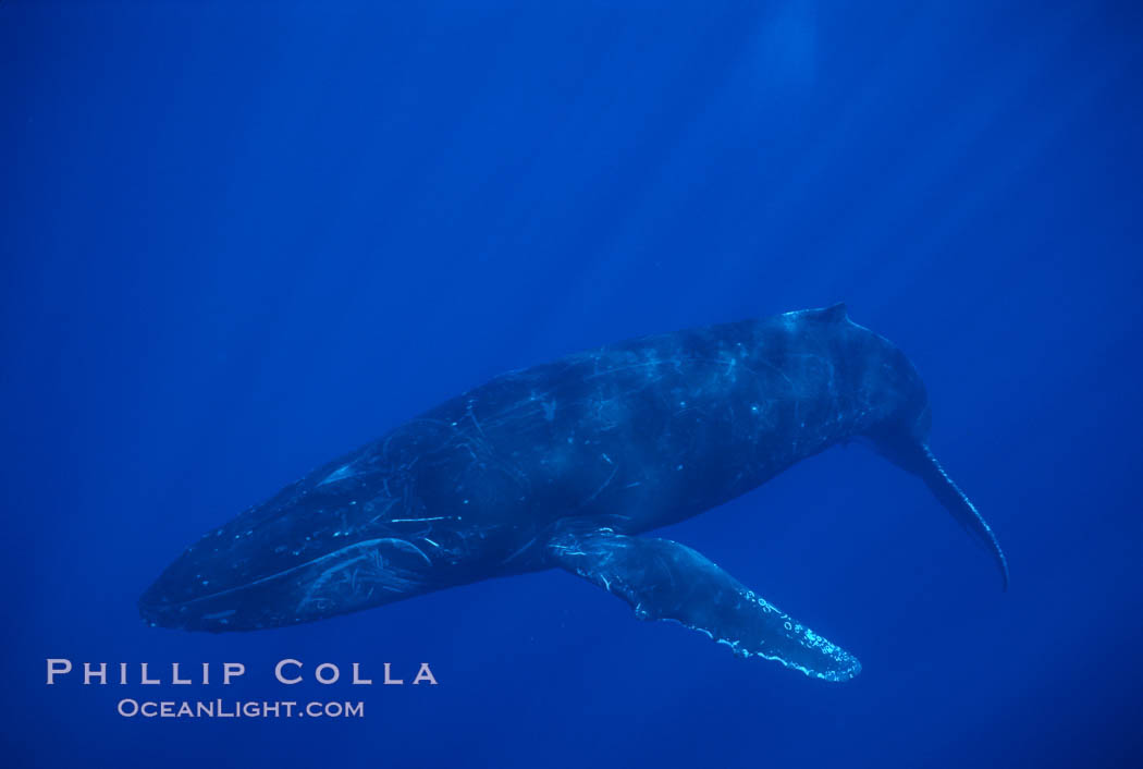 North Pacific humpback whale. Maui, Hawaii, USA, Megaptera novaeangliae, natural history stock photograph, photo id 01307