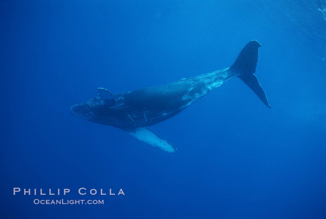 North Pacific humpback whale, calf. Maui, Hawaii, USA, Megaptera novaeangliae, natural history stock photograph, photo id 01311