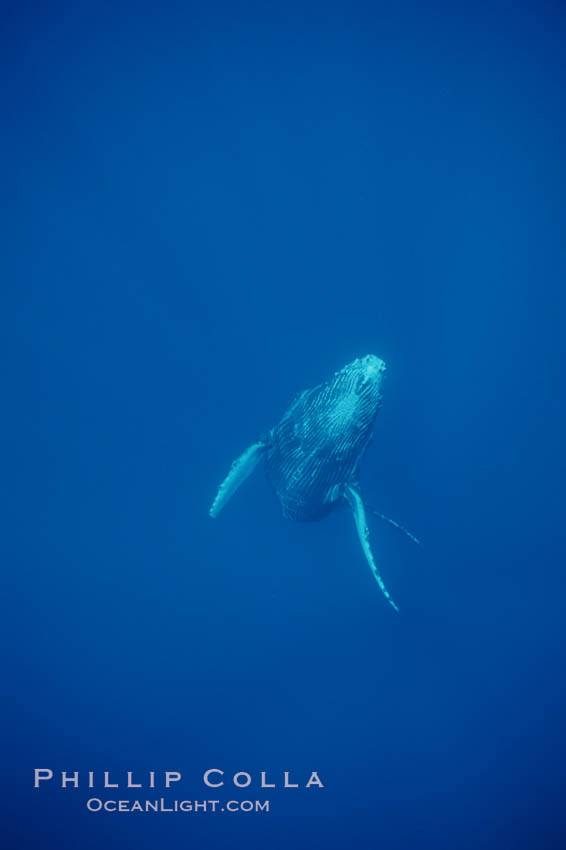 North Pacific humpback whale, calf. Maui, Hawaii, USA, Megaptera novaeangliae, natural history stock photograph, photo id 01315