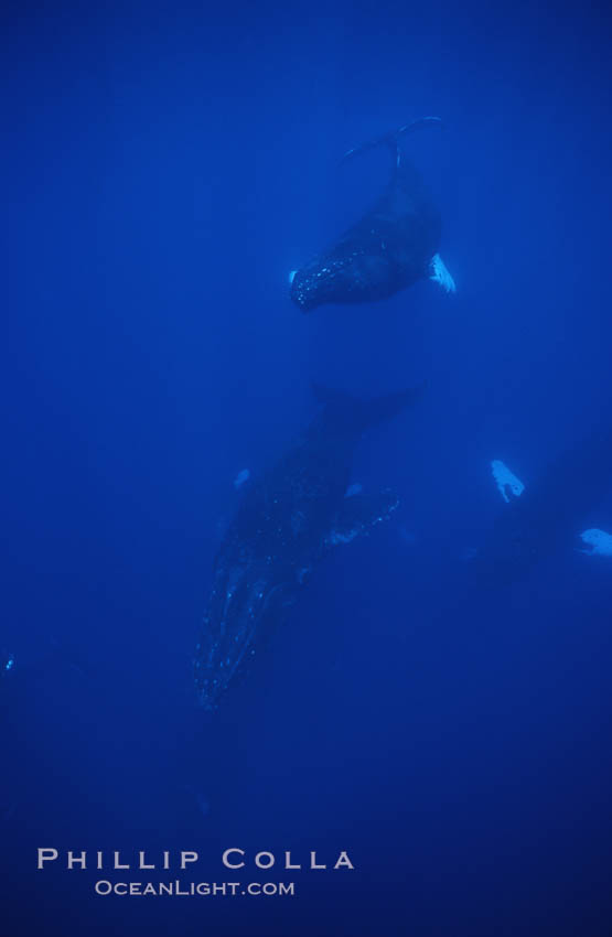 Humpback whale competitive group, Islands Humpback Whale NMS. Maui, Hawaii, USA, Megaptera novaeangliae, natural history stock photograph, photo id 02871