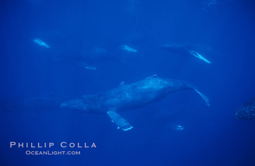 North Pacific humpback whale, large active group. Maui, Hawaii, USA, Megaptera novaeangliae, natural history stock photograph, photo id 00509