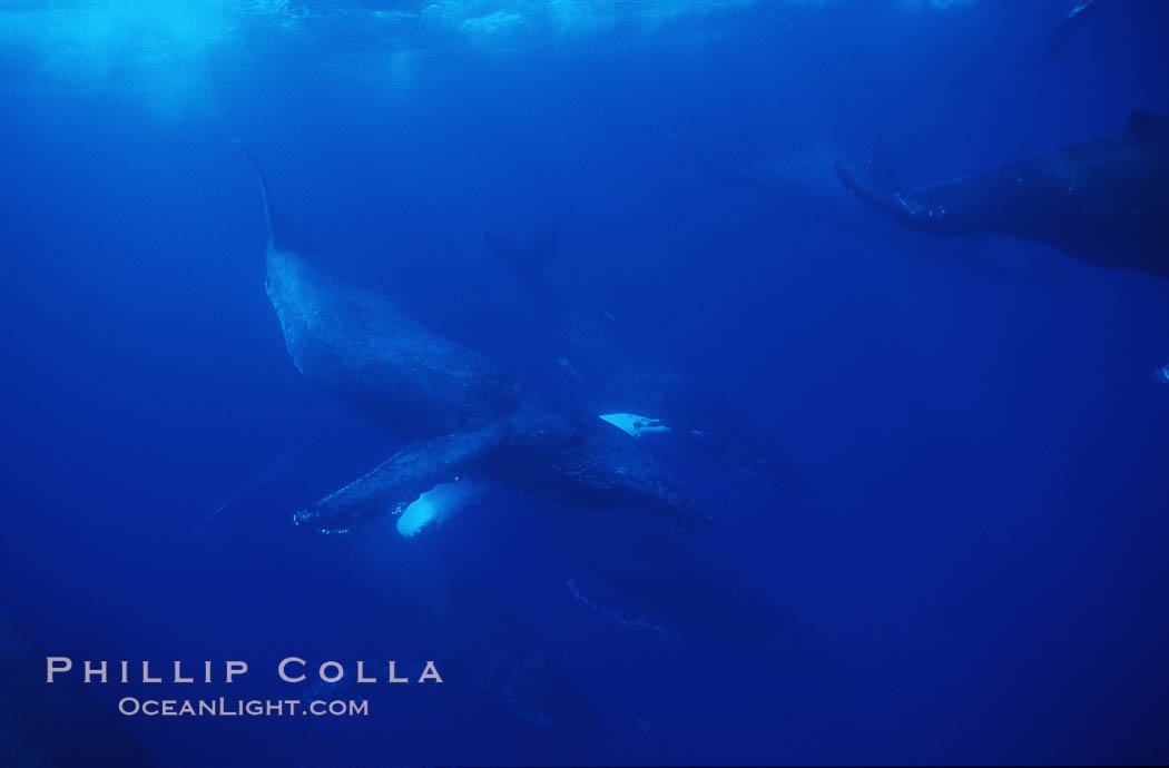 North Pacific humpback whale, large active group. Maui, Hawaii, USA, Megaptera novaeangliae, natural history stock photograph, photo id 00513