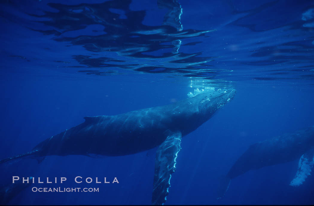 North Pacific humpback whale. Maui, Hawaii, USA, Megaptera novaeangliae, natural history stock photograph, photo id 00517