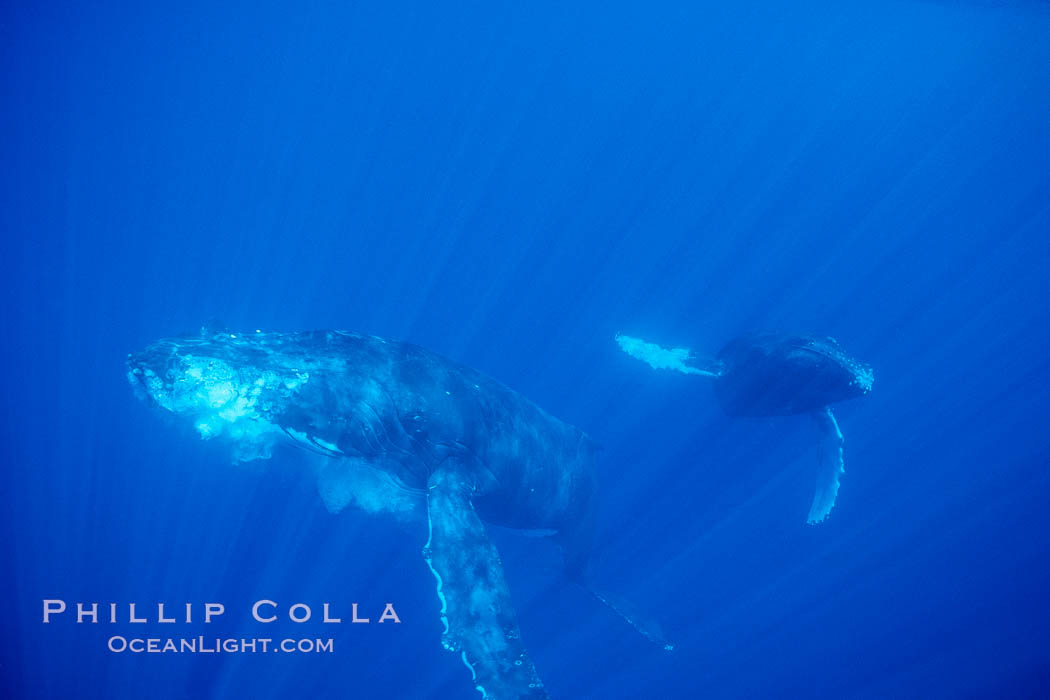 North Pacific humpback whale. Maui, Hawaii, USA, Megaptera novaeangliae, natural history stock photograph, photo id 00521