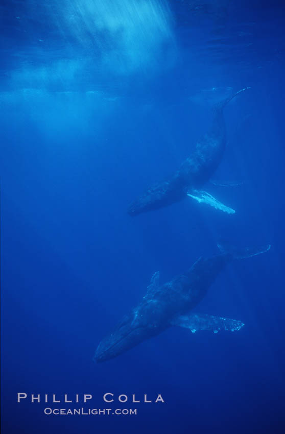 North Pacific humpback whale. Maui, Hawaii, USA, Megaptera novaeangliae, natural history stock photograph, photo id 00529