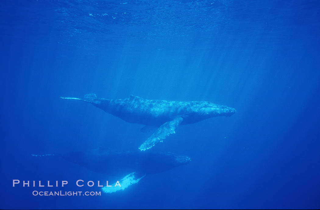 North Pacific humpback whale. Maui, Hawaii, USA, Megaptera novaeangliae, natural history stock photograph, photo id 00533