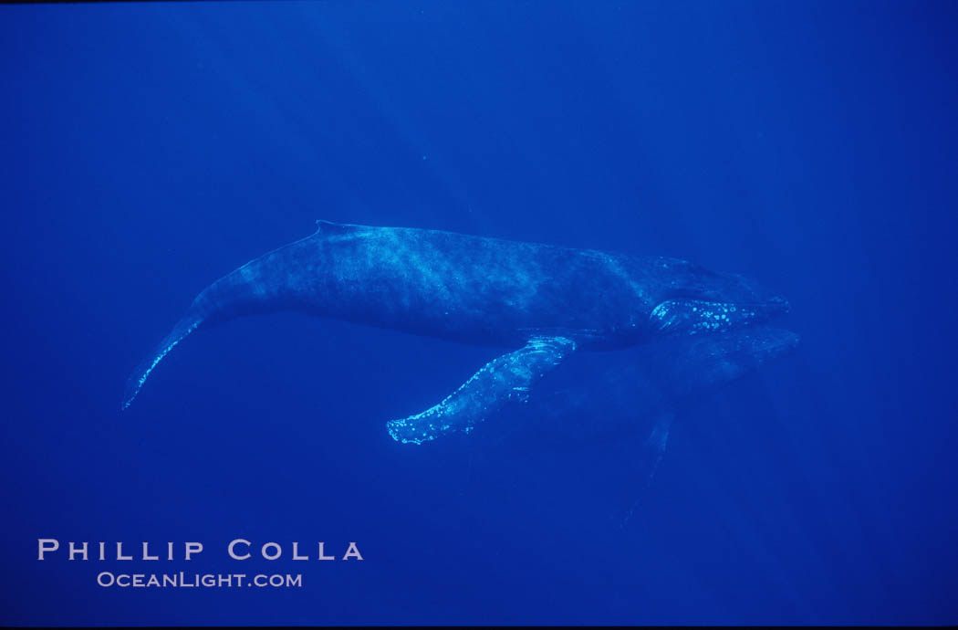 North Pacific humpback whale. Maui, Hawaii, USA, Megaptera novaeangliae, natural history stock photograph, photo id 00537