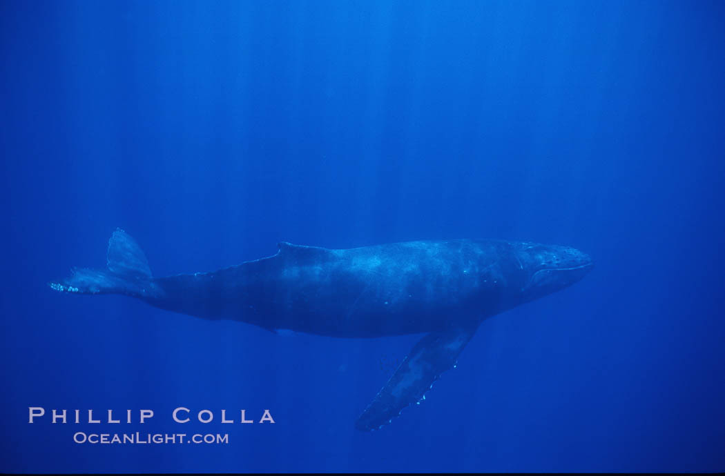 North Pacific humpback whale. Maui, Hawaii, USA, Megaptera novaeangliae, natural history stock photograph, photo id 00541