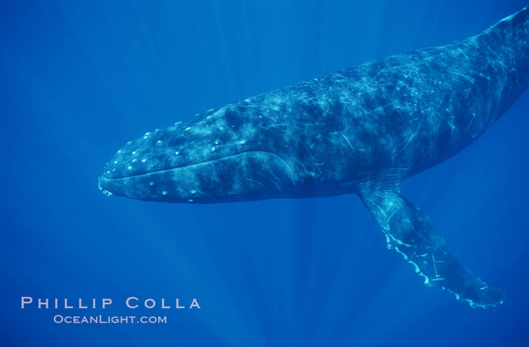 North Pacific humpback whale, head nodules (adult male). Maui, Hawaii, USA, Megaptera novaeangliae, natural history stock photograph, photo id 00553