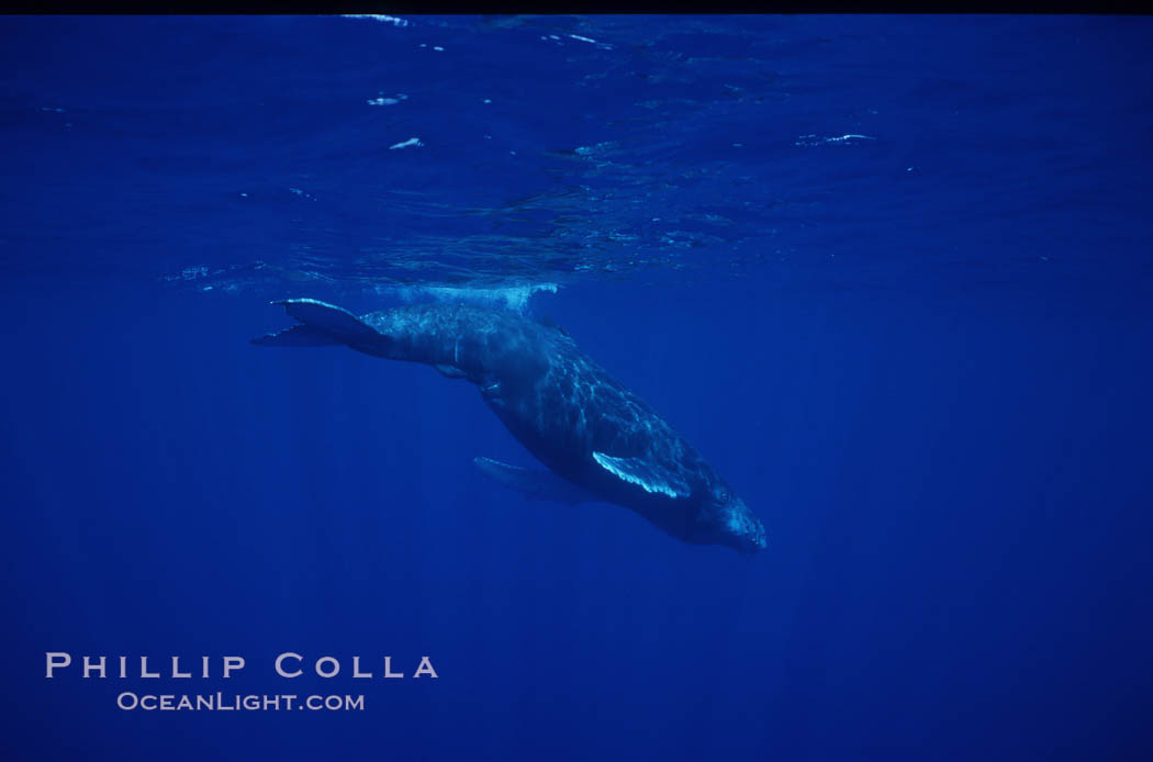North Pacific humpback whale calf. Maui, Hawaii, USA, Megaptera novaeangliae, natural history stock photograph, photo id 01201