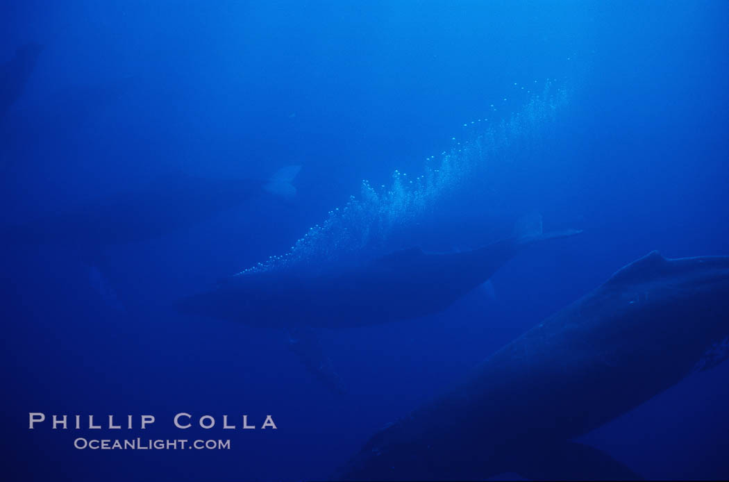 North Pacific humpback whale, active group w/ bubble trail. Maui, Hawaii, USA, Megaptera novaeangliae, natural history stock photograph, photo id 01217