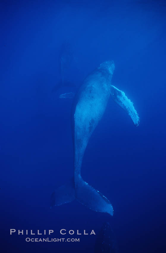 North Pacific humpback whale. Maui, Hawaii, USA, Megaptera novaeangliae, natural history stock photograph, photo id 01229