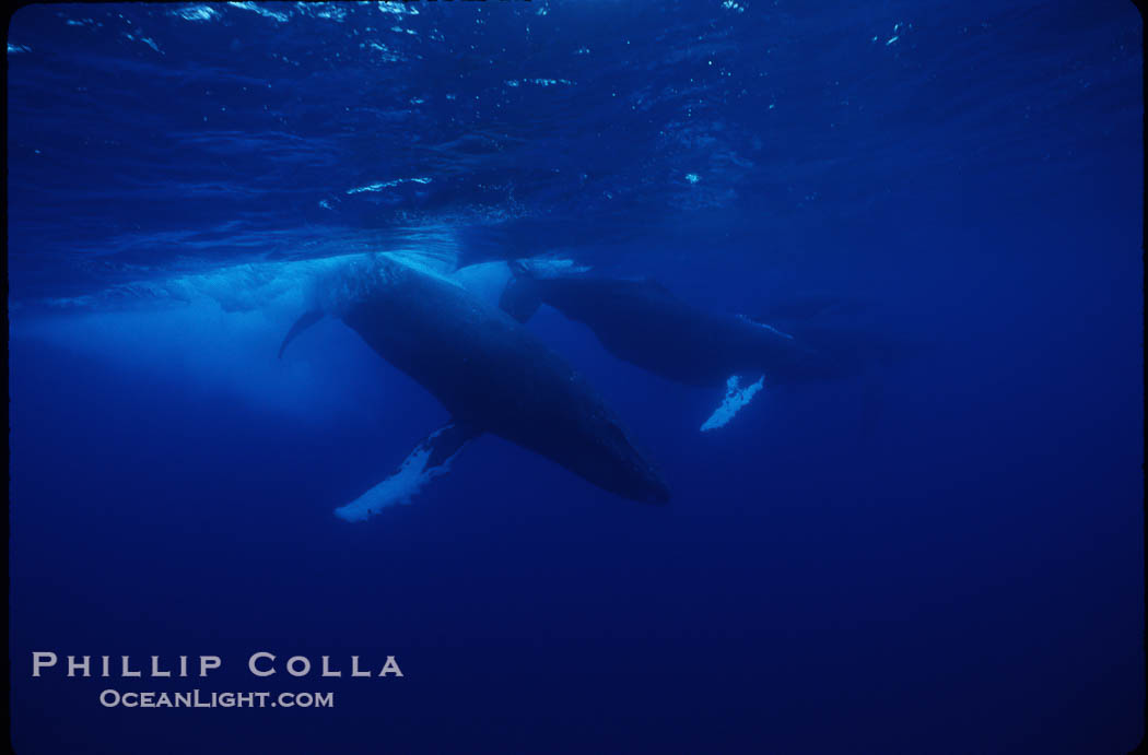 North Pacific humpback whale, active group., Megaptera novaeangliae, natural history stock photograph, photo id 01301