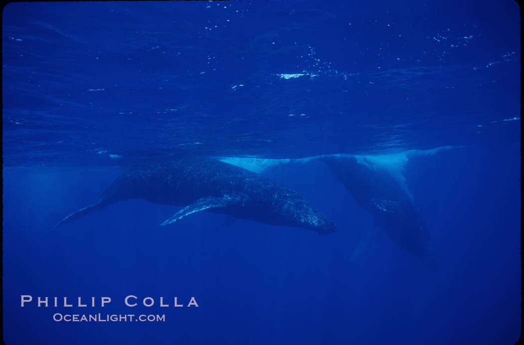 North Pacific humpback whale, active group. Maui, Hawaii, USA, Megaptera novaeangliae, natural history stock photograph, photo id 01305