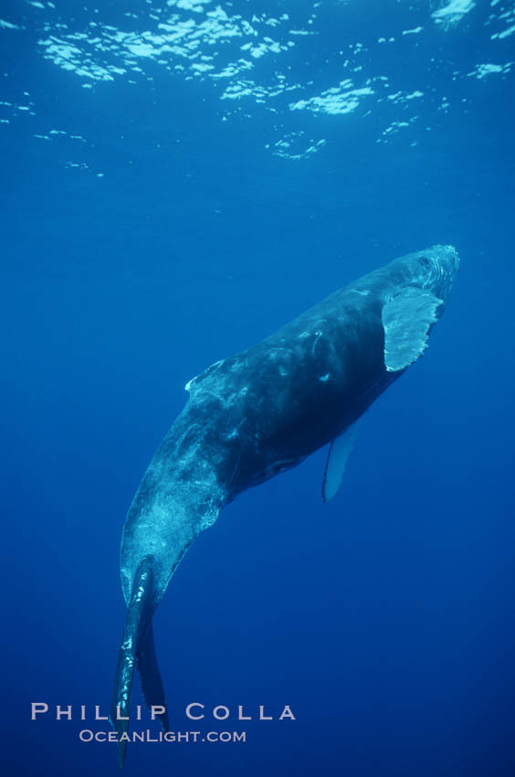 North Pacific humpback whale, calf. Maui, Hawaii, USA, Megaptera novaeangliae, natural history stock photograph, photo id 01317