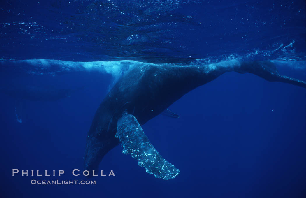 Humpback whale (male), diving. Maui, Hawaii, USA, Megaptera novaeangliae, natural history stock photograph, photo id 02833