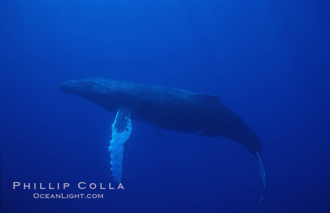 North Pacific humpback whalesan Islands. Maui, Hawaii, USA, Megaptera novaeangliae, natural history stock photograph, photo id 02965
