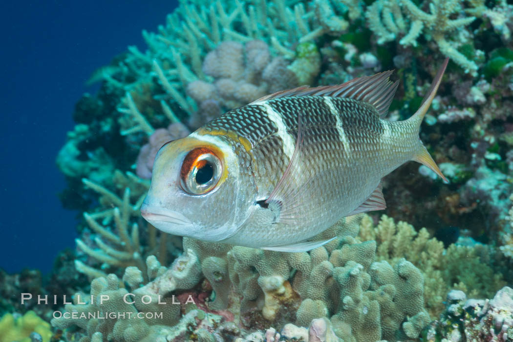 Humpnose Bigeye Bream, Monotaxis grandoculis, Fiji. Makogai Island, Lomaiviti Archipelago, natural history stock photograph, photo id 31348