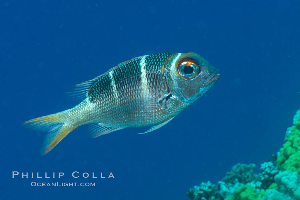 Humpnose Bigeye Bream, Monotaxis grandoculis, Fiji. Makogai Island, Lomaiviti Archipelago, natural history stock photograph, photo id 31799