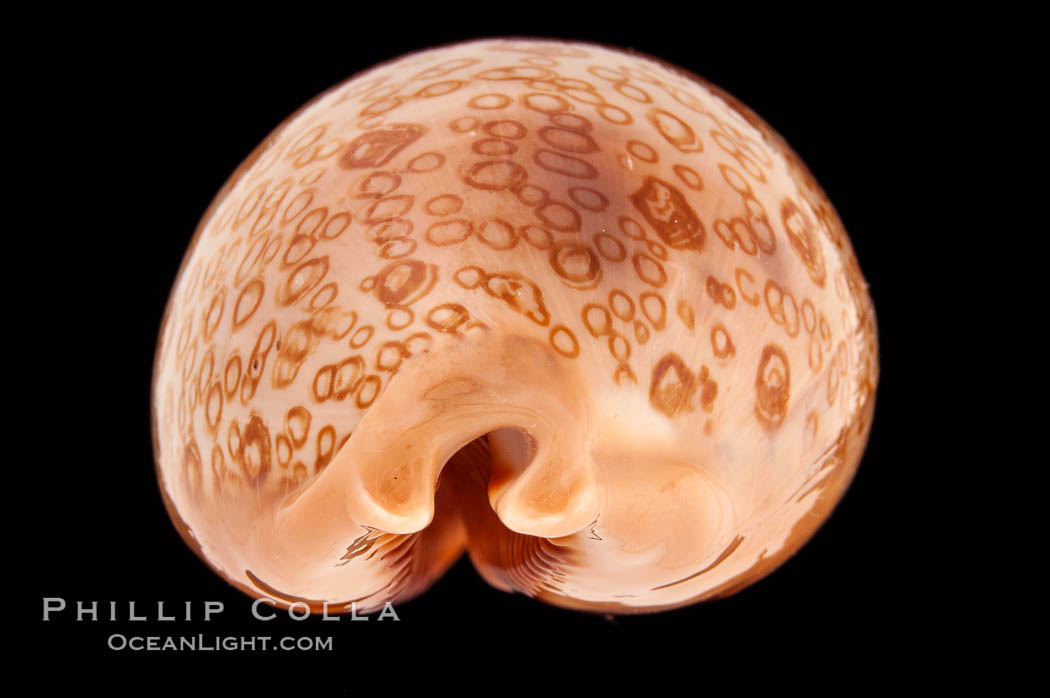 Hundred-Eyed Cowrie., Cypraea argus, natural history stock photograph, photo id 08308