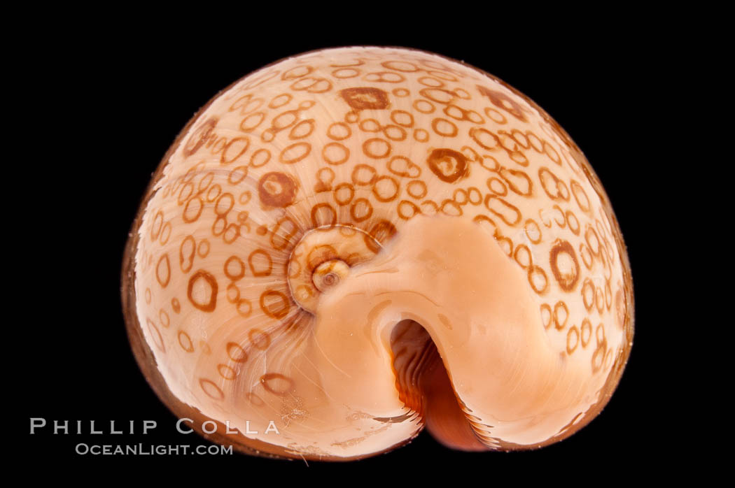 Hundred-Eyed Cowrie., Cypraea argus, natural history stock photograph, photo id 08309