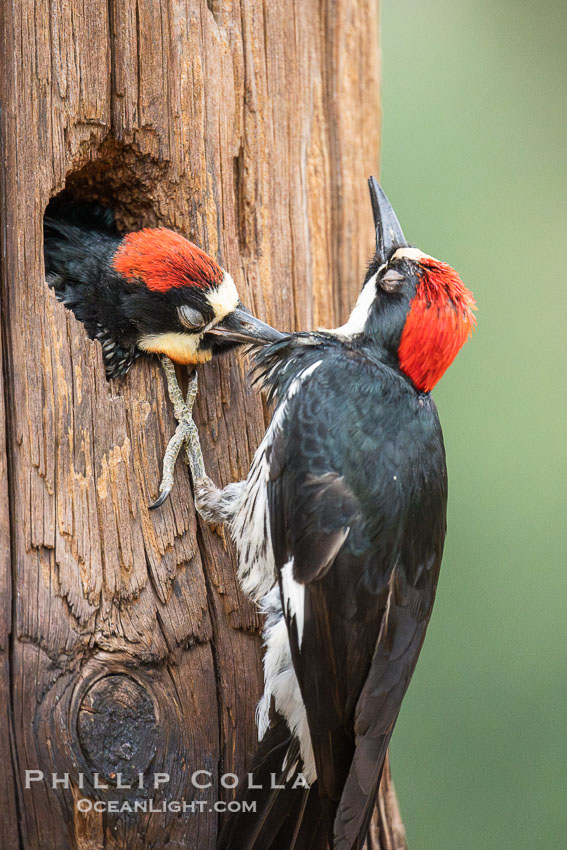 Hungry Acorn Woodpecker Chick Grabs Adult. Lake Hodges, San Diego, California, USA, natural history stock photograph, photo id 39415