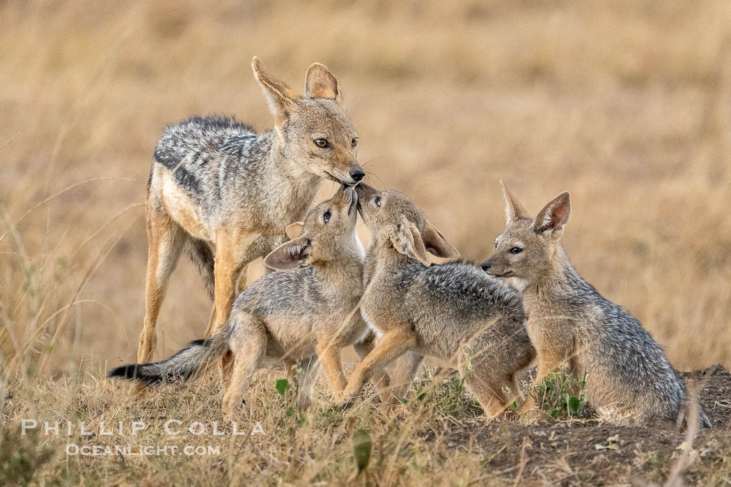 Hungry Black-Backed Jackal Kits Greet Adult at the Den, Greater Masai Mara, Kenya, Canis mesomelas, Mara North Conservancy