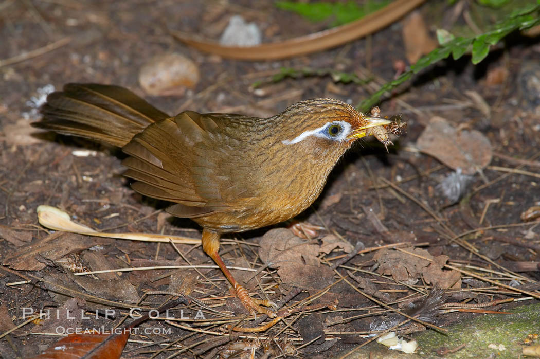 Hwamei, a bird native to China, Taiwan and Indochina., Garrulax canorus, natural history stock photograph, photo id 12759