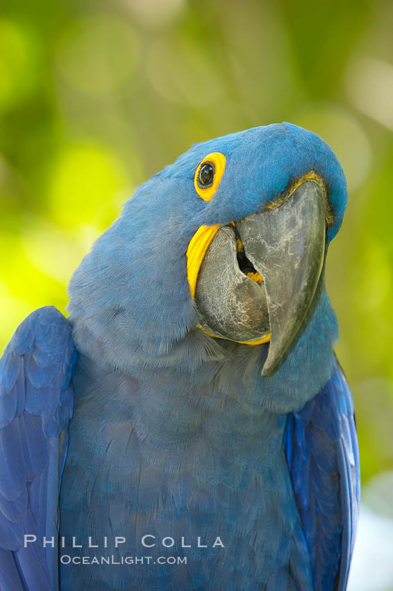 Hyacinth macaw., Anodorhynchus hyacinthinus, natural history stock photograph, photo id 12550