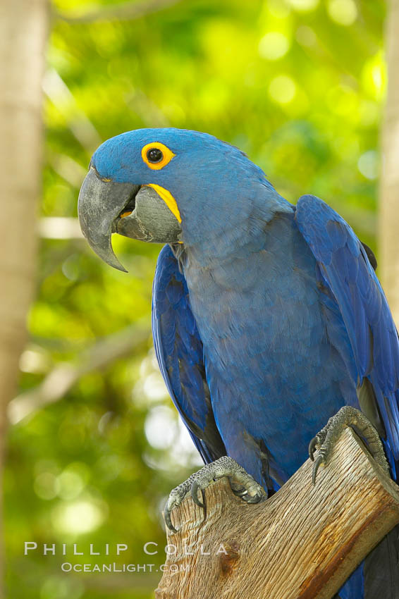 Hyacinth macaw., Anodorhynchus hyacinthinus, natural history stock photograph, photo id 12548