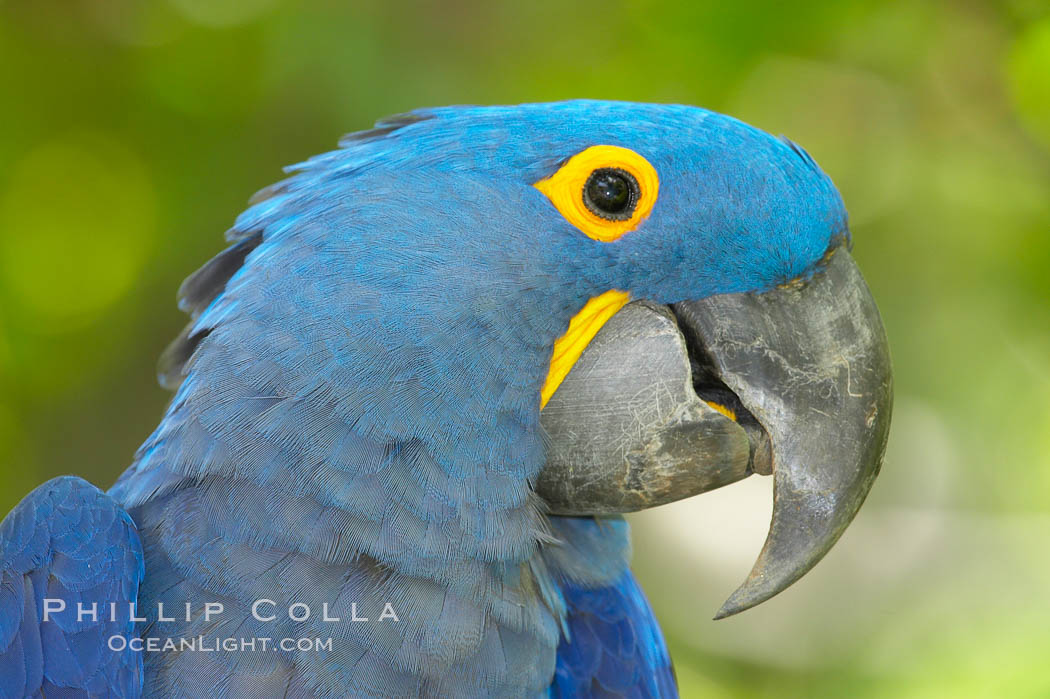 Hyacinth macaw., Anodorhynchus hyacinthinus, natural history stock photograph, photo id 12551