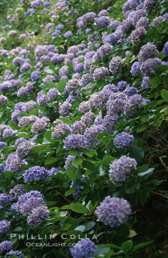 Hydrangea flowers. Sao Miguel Island, Azores, Portugal, natural history stock photograph, photo id 05470