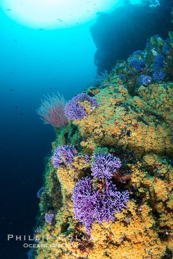 The rare yellow zoanthid anemone Epizoanthus giveni, in large aggregations on the Yellow Wall at Farnsworth Banks, Catalina Island. California, USA, natural history stock photograph, photo id 39532