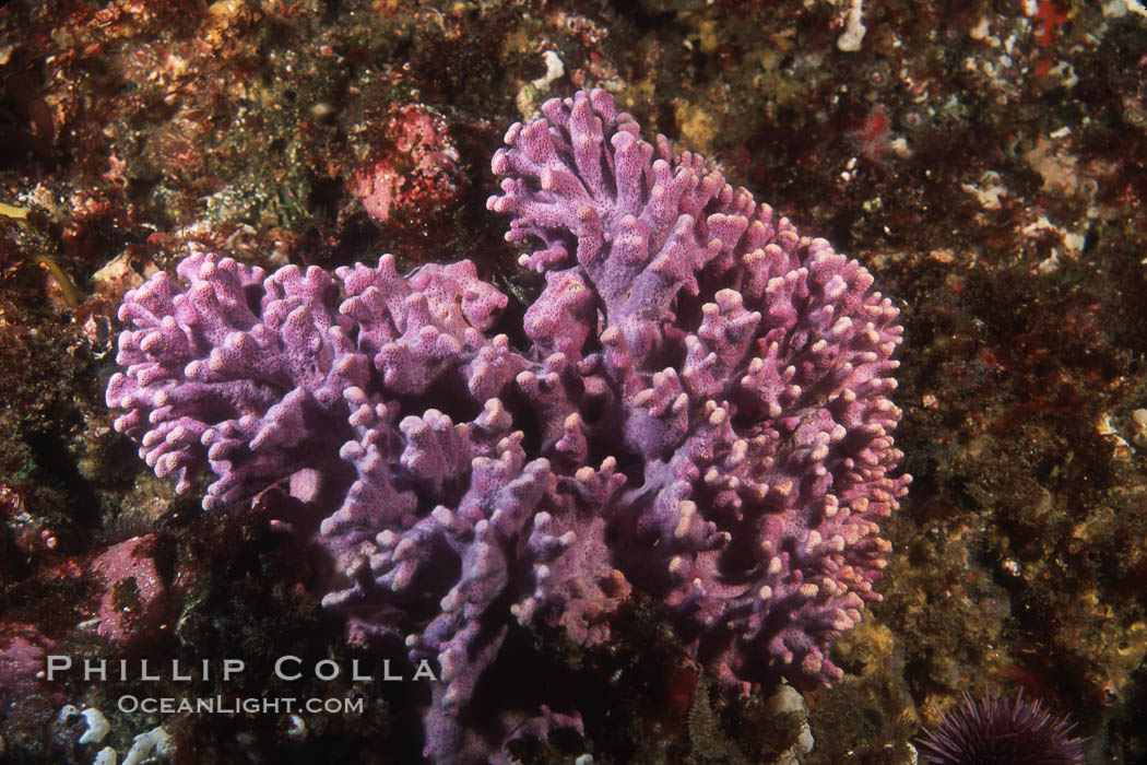 A floret of colonial purple hydrocoral, Allopora californica, Stylaster californicus. Santa Barbara Island, California, USA, Allopora californica, Stylaster californicus, natural history stock photograph, photo id 03442