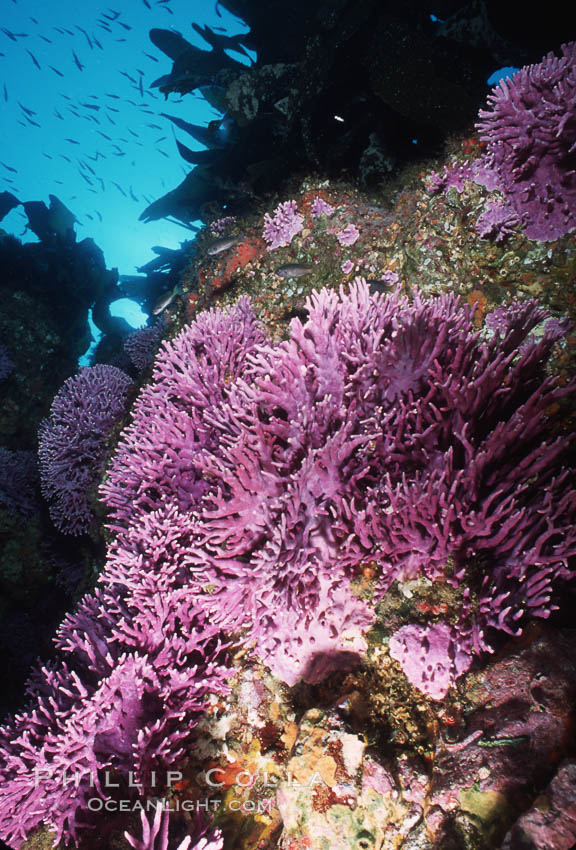 Pacific torpedo ray, Farnsworth Banks, Catalina, Torpedo californica. Catalina Island, California, USA, Allopora californica, natural history stock photograph, photo id 04710