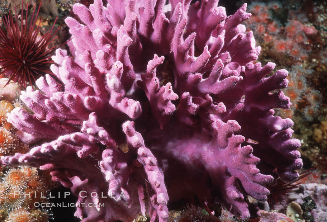 Hydrocoral, Farnsworth Banks. Catalina Island, California, USA, Allopora californica, Stylaster californicus, natural history stock photograph, photo id 04714