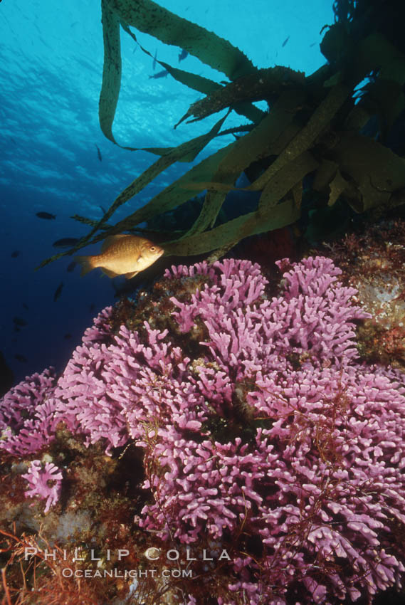 Hydrocoral,  San Benito Islands. San Benito Islands (Islas San Benito), Baja California, Mexico, Allopora californica, Stylaster californicus, natural history stock photograph, photo id 01016