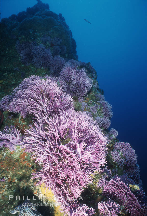 Hydrocoral, Farnsworth Banks. Catalina Island, California, USA, Allopora californica, Stylaster californicus, natural history stock photograph, photo id 04704